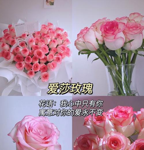 关系变淡时送玫瑰花合适吗？哪种玫瑰花代表友情？