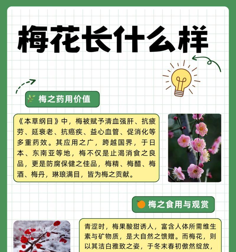 梅花与玫瑰花组合的花语是什么？它们共同表达什么情感？