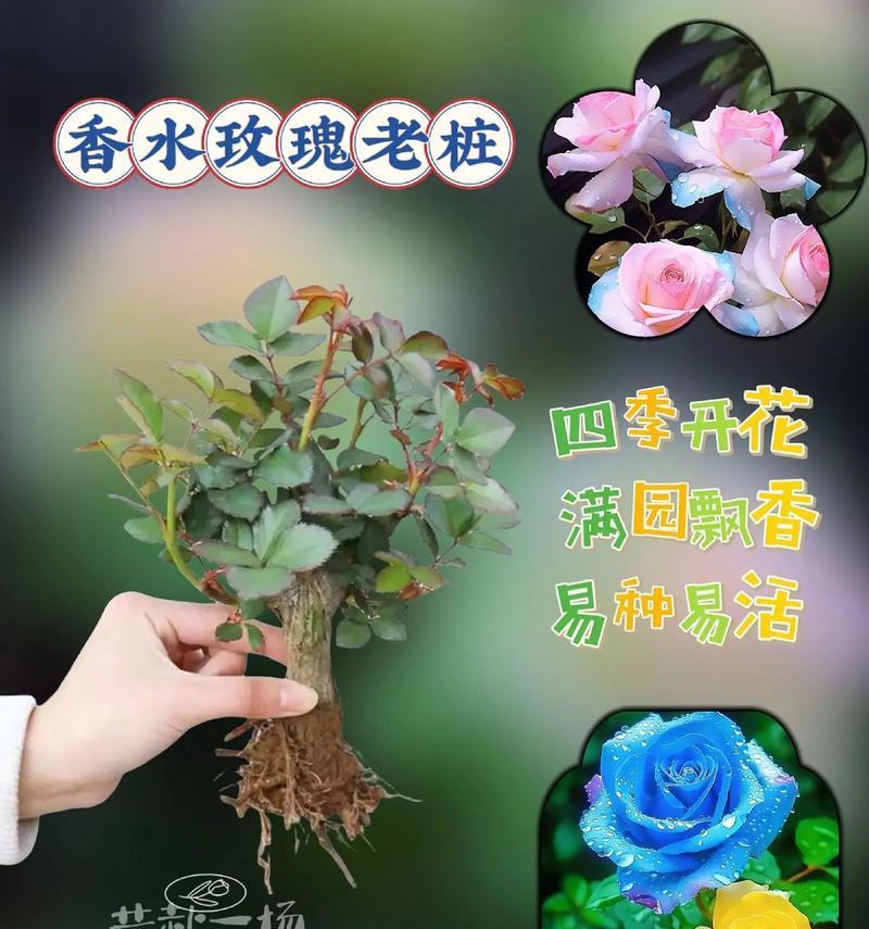 花卉推荐花盆有哪些品种？哪种更适合我的花卉？