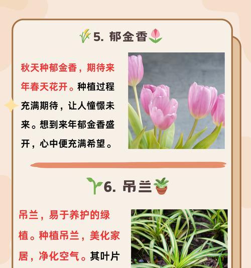 几朵菊花的寓意是什么？