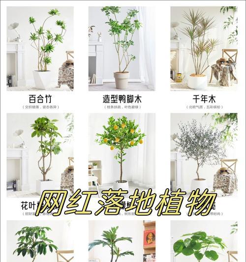 网红植物冬季如何养护？冬季养护植物的要点是什么？