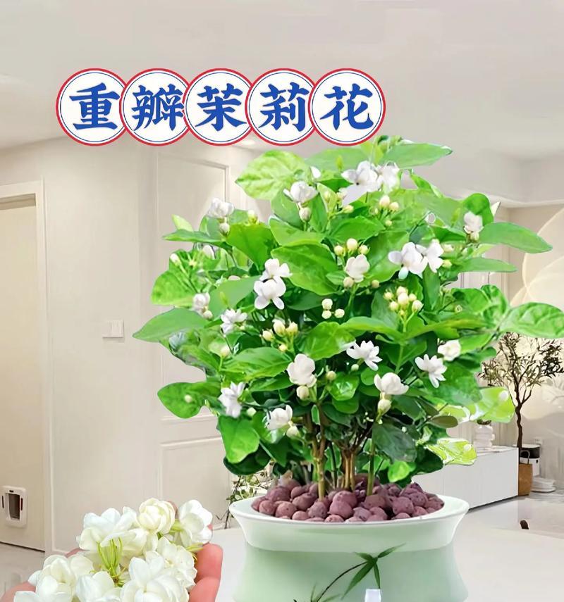 盆栽花的寓意是什么？送盆栽花代表什么？