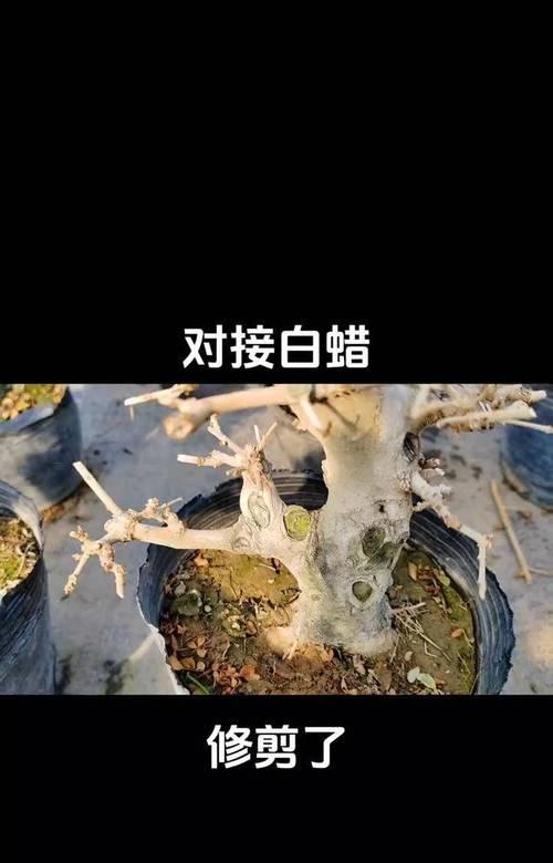 白蜡老桩植物怎么养护？养护过程中应注意什么？