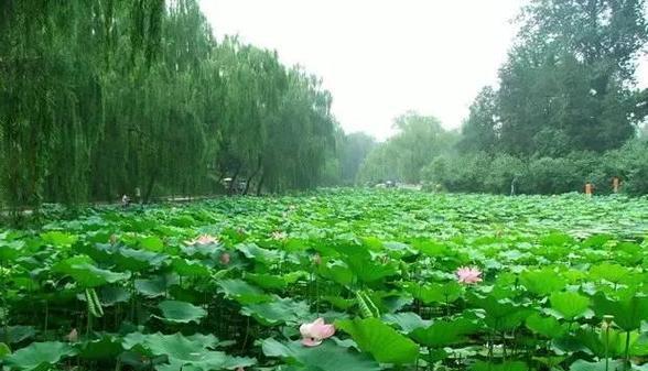 水旁边放什么植物？适合水景旁种植的植物有哪些？