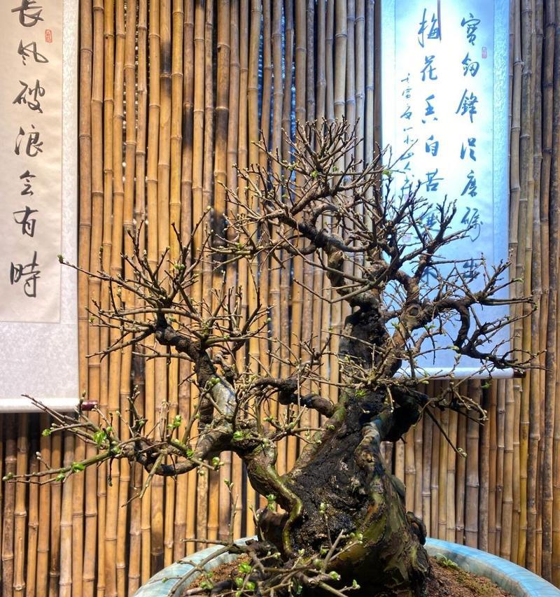 空间盆景植物的养护方法是什么？如何管理？