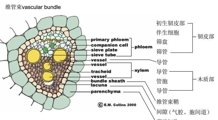 植物组织具体指的是什么？