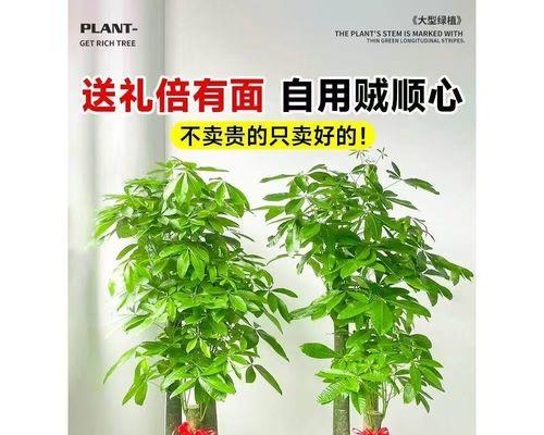 开店送哪种绿植盆栽更合适？