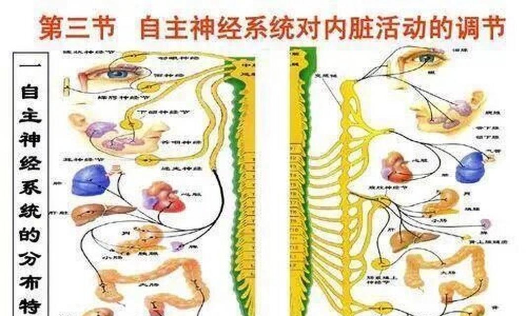 植物神经系统紊乱怎么检查？有哪些症状和治疗方法？