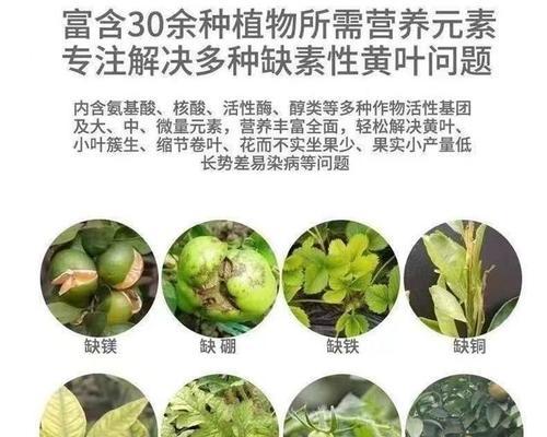 花卉黄叶落叶时应该施用什么肥料？如何正确施肥？