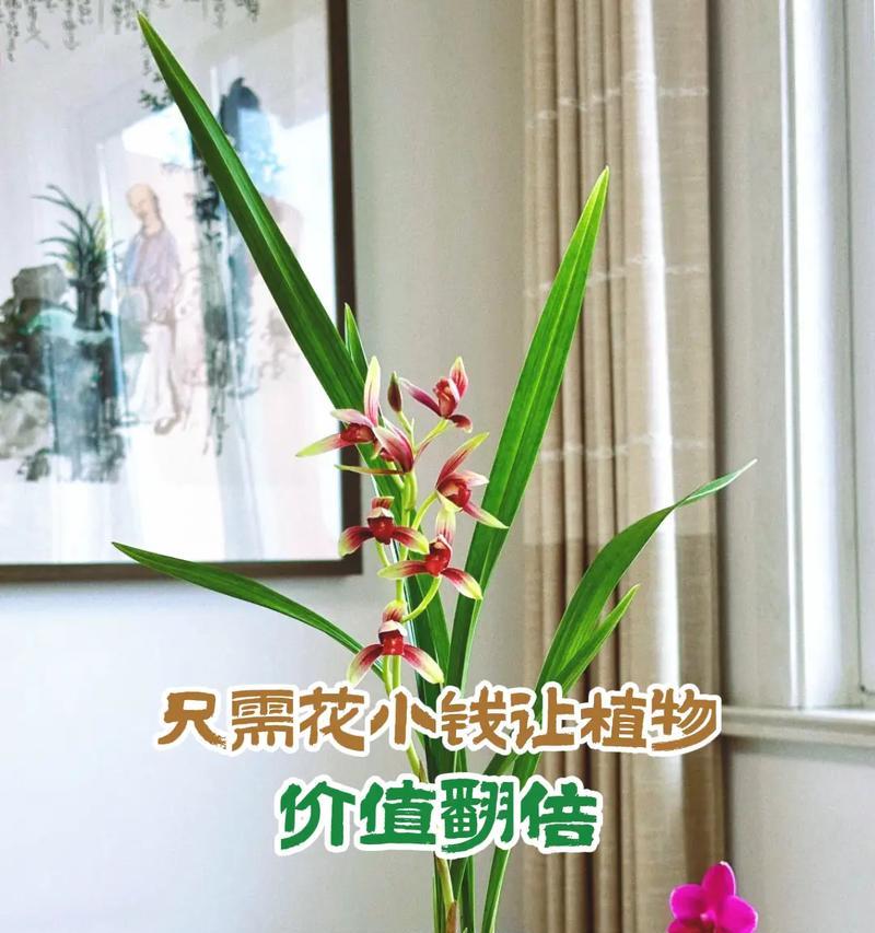 花卉黄叶落叶时应该施用什么肥料？如何正确施肥？