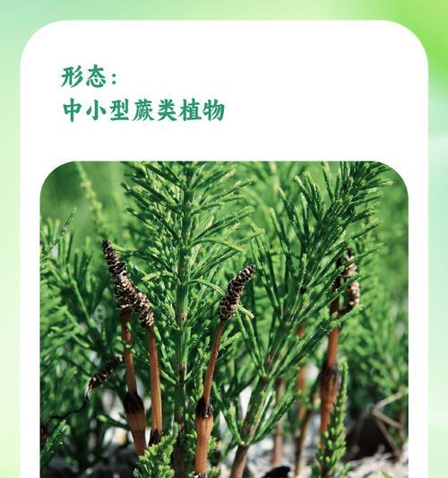 遗址中常见的植物有哪些？它们的生态价值是什么？