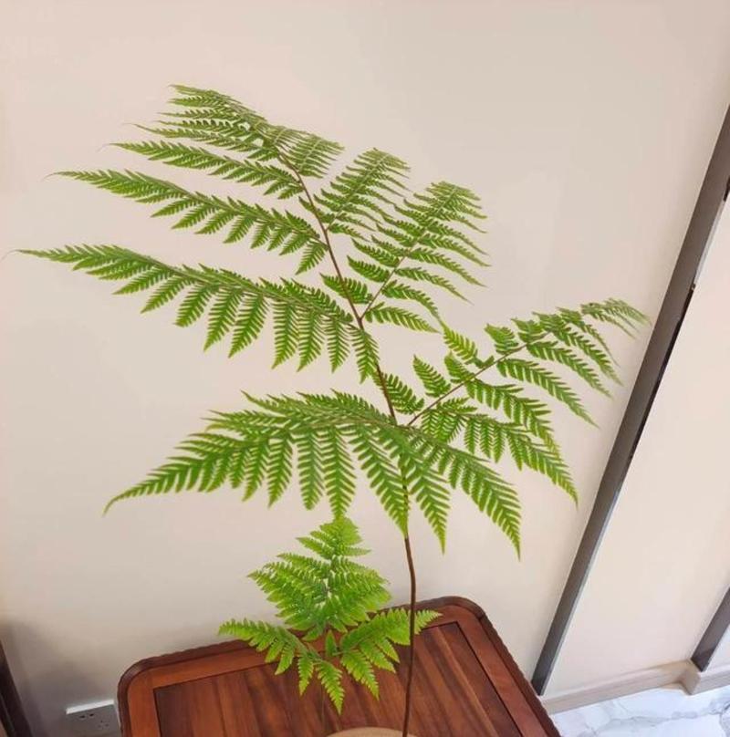 阴面适合种植哪些植物？