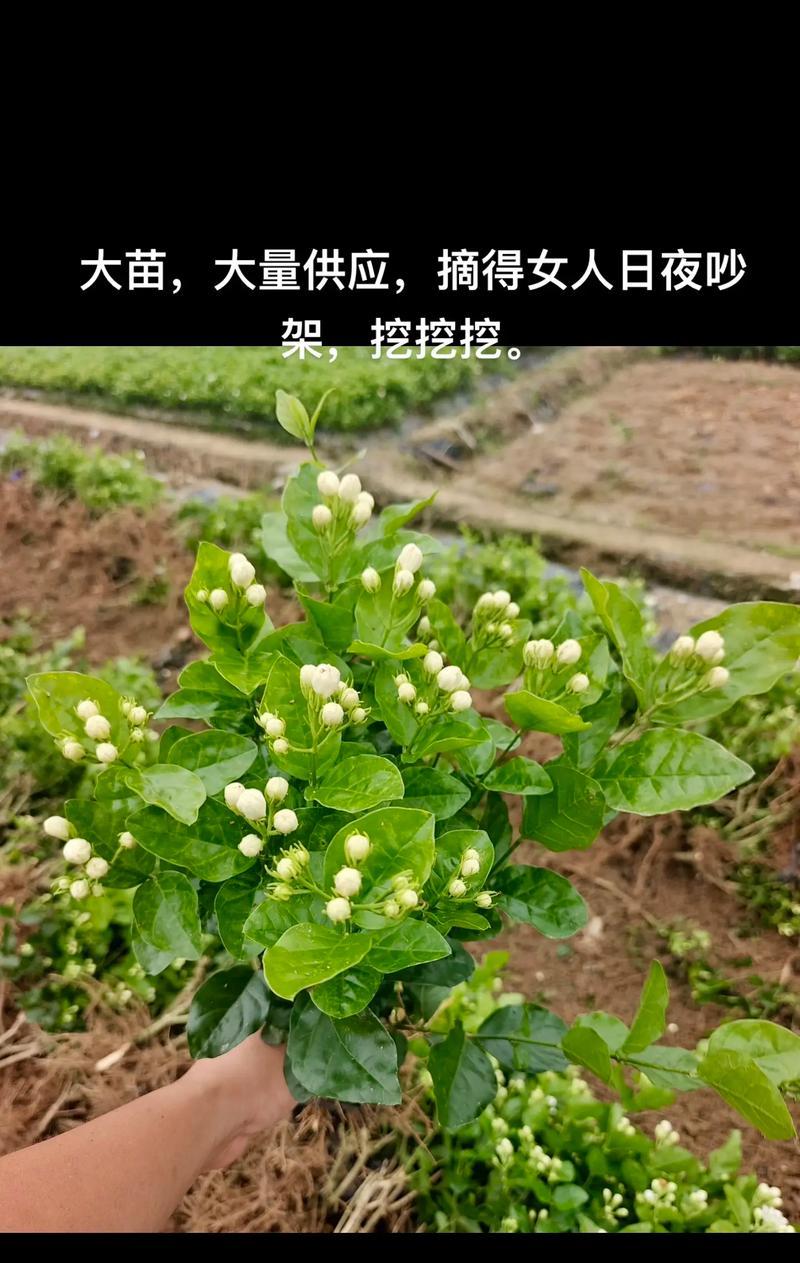 广西适合种植哪些耐寒耐热花卉？