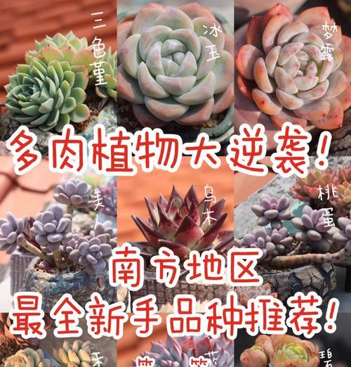 哪些多肉植物品种易养活？如何选择适合新手的多肉植物？