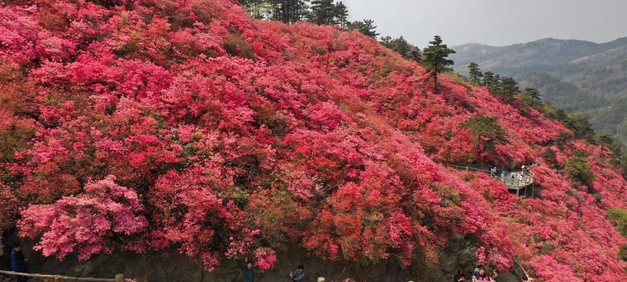 宁夏百亩花卉有哪些地方？如何选择最佳观赏点？