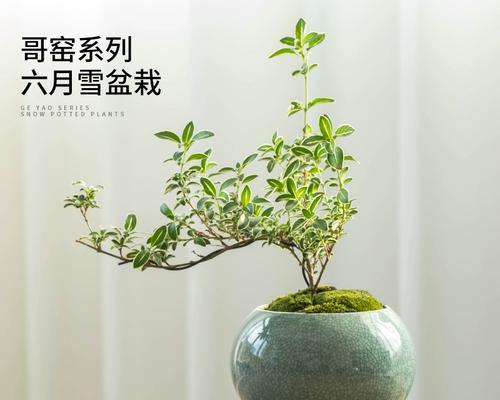 大型花卉盆栽摆件有哪些？如何选择？