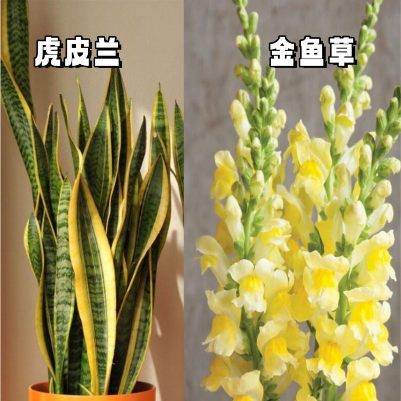 室内除甲醛的植物有哪些？它们的净化效果如何？