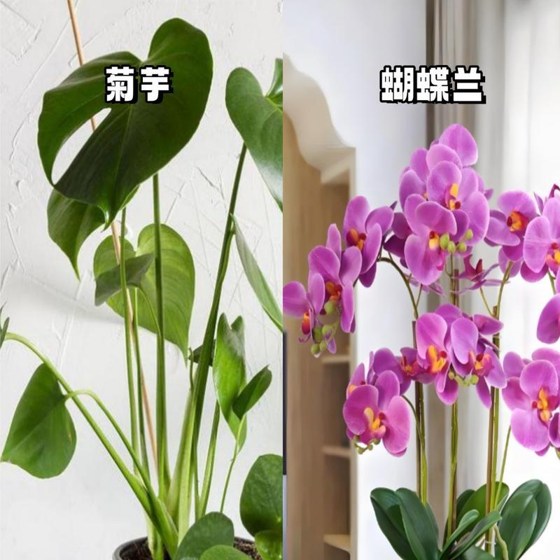 室内除甲醛的植物有哪些？它们的净化效果如何？