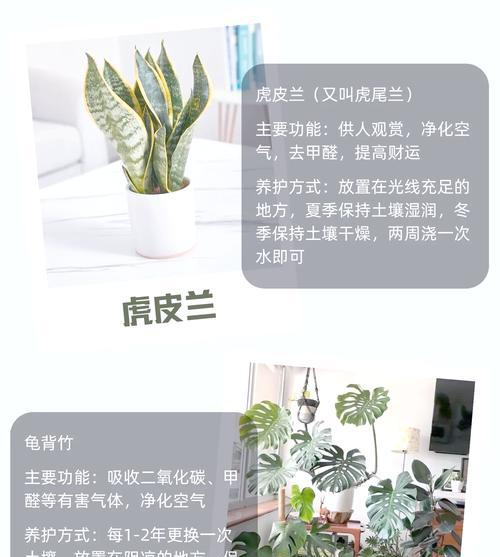 居家植物推荐文案怎么写？如何吸引读者关注？