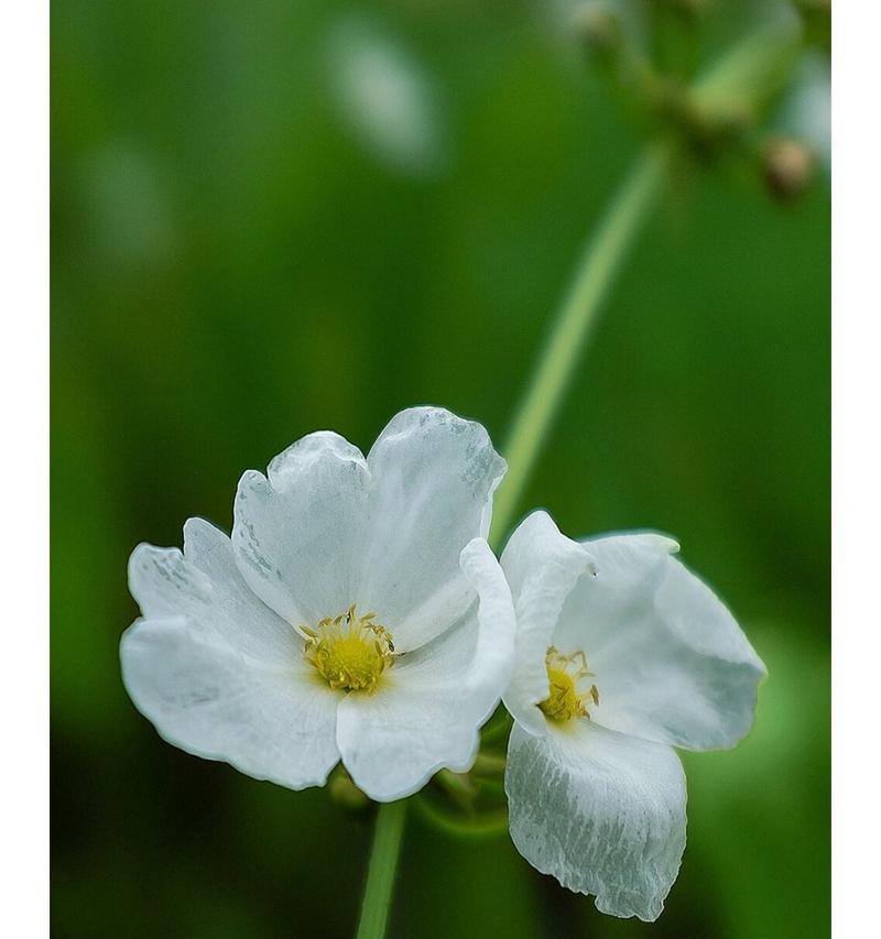 芊泽花的花语有何寓意？