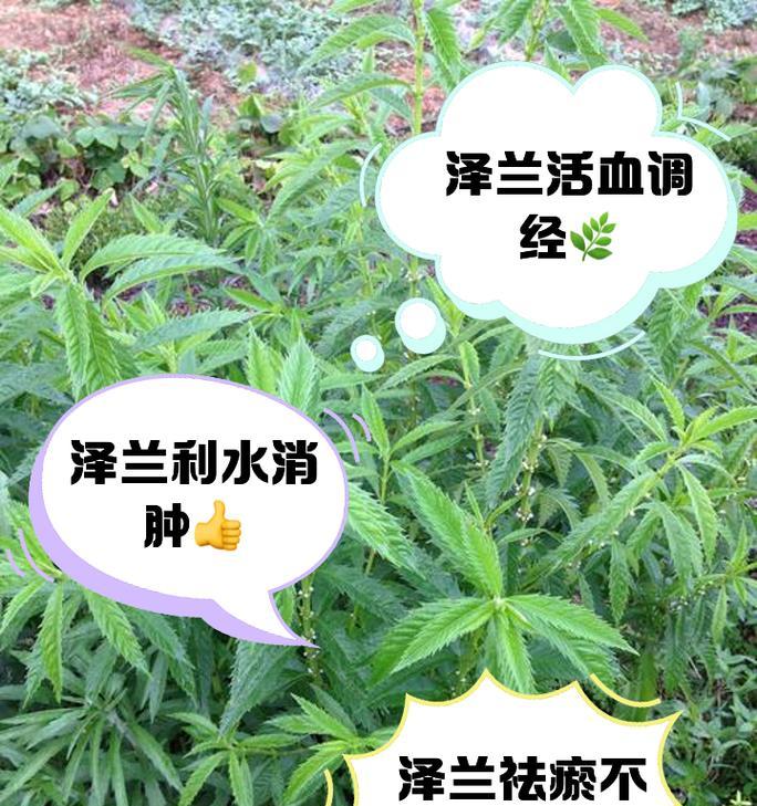 芊泽花的花语有何寓意？