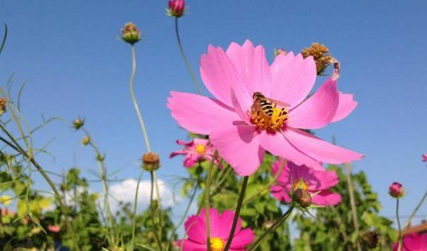 格桑花的花语是什么？它象征着什么样的情感？