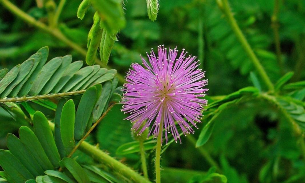 看过的草本花卉有哪些？它们的特性是什么？