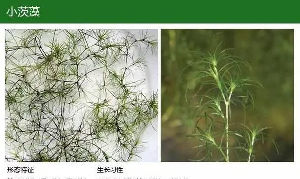 水面霸主植物怎么养殖？养殖过程中需要注意什么？