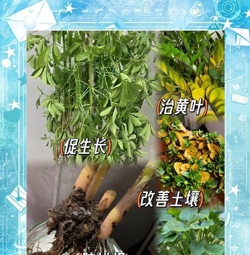 哪些植物可以通过营养繁殖？具体方法是什么？