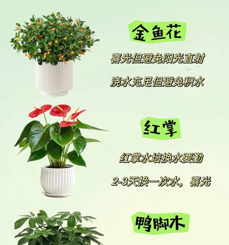 在家适合养哪些易活花卉？这些花卉的养护要点是什么？