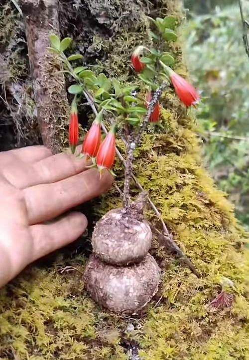 大门红花植物有哪些种类？如何养护？