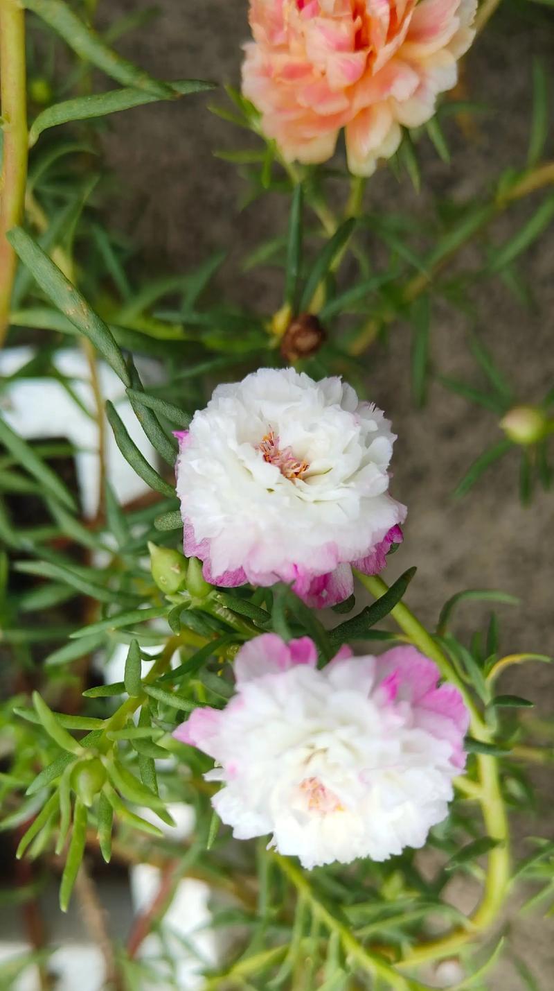 酉溪绿植花卉分布在哪里？有哪些特色品种？