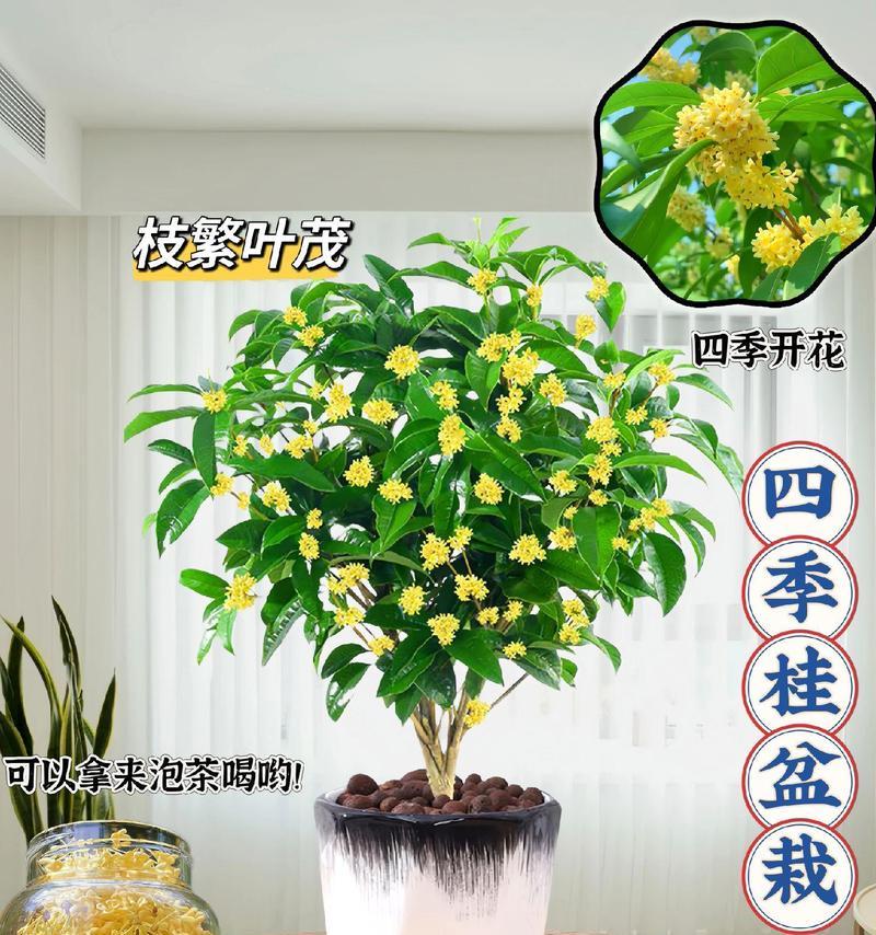 家里植物香味太浓怎么办？如何调整以适应家居环境？