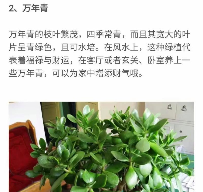 家里植物香味太浓怎么办？如何调整以适应家居环境？