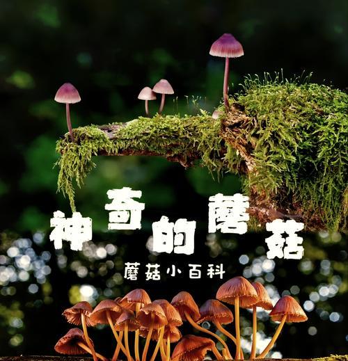 蘑菇属于什么植物？它们在植物界中的分类是什么？