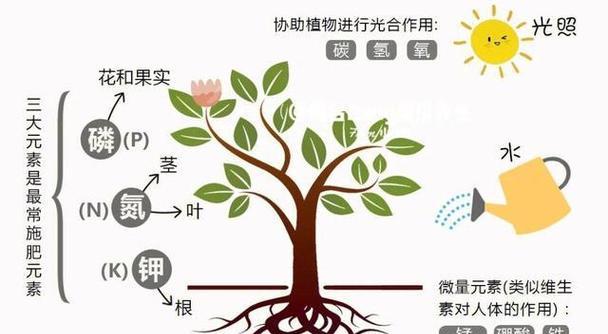 植物根系多久可以长？如何促进根系发展？