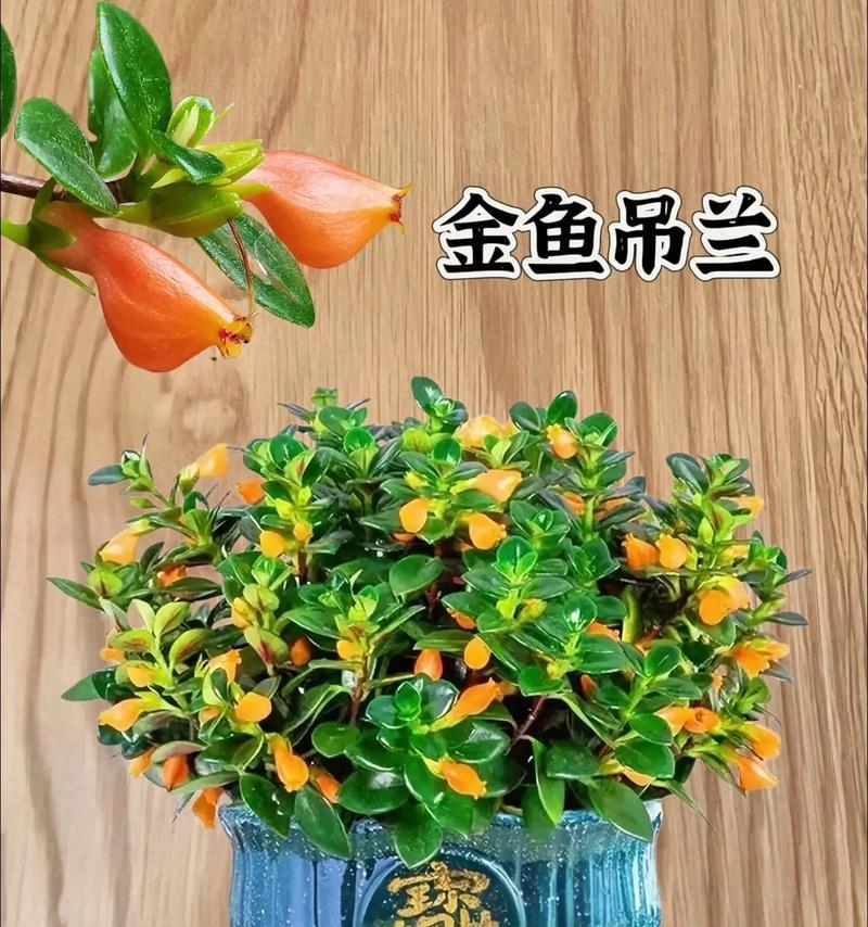 盆栽植物定根水多久浇一次？如何判断植物需要浇水？