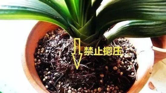 盆栽植物定根水多久浇一次？如何判断植物需要浇水？