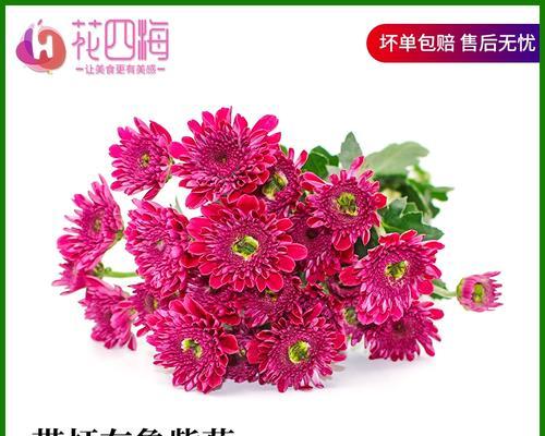 紫菊花语有哪些含义？送紫菊代表什么？