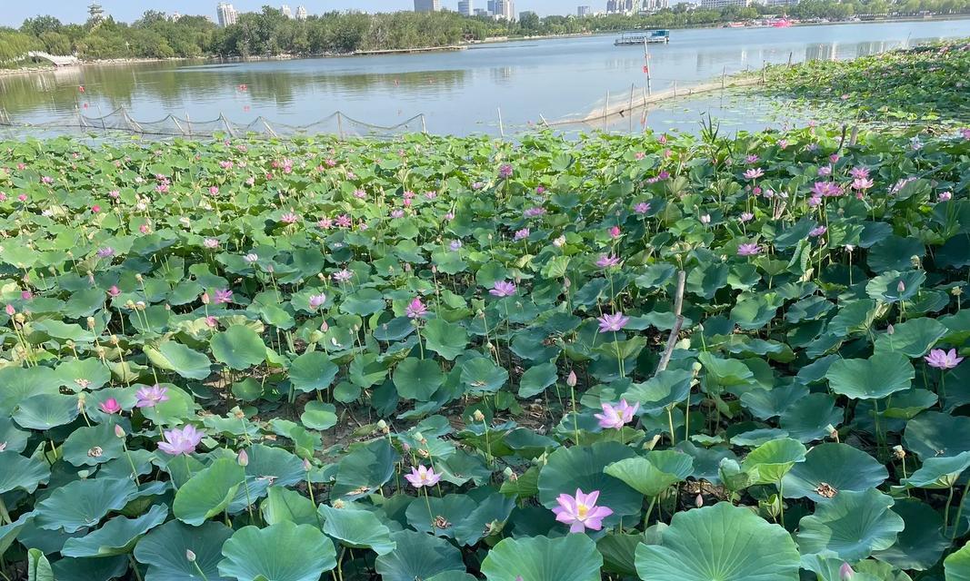 藁城花卉绿植有哪些地方？藁城适合种植哪些花卉和绿植？