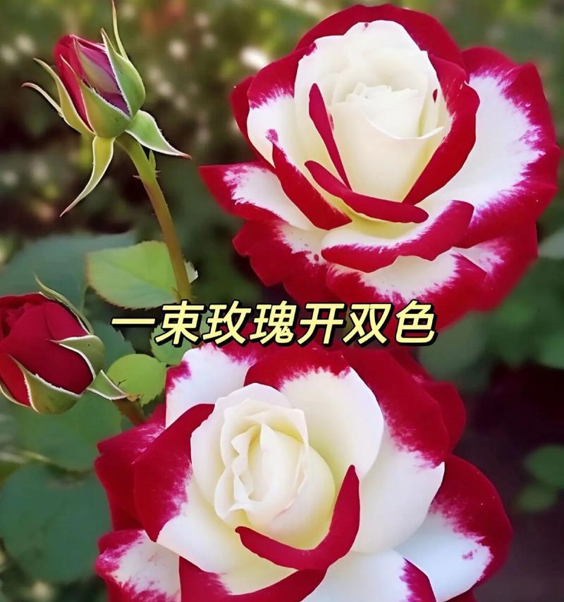 玫瑰花一支送什么颜色好？什么是花语？