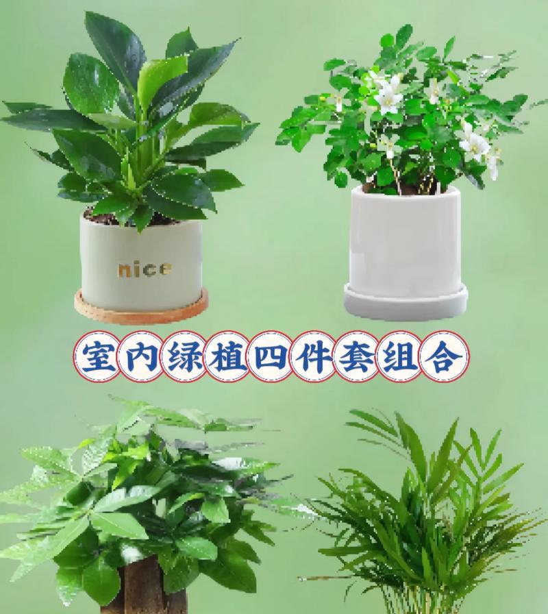 哪些花卉绿植四季常青且易于养护？