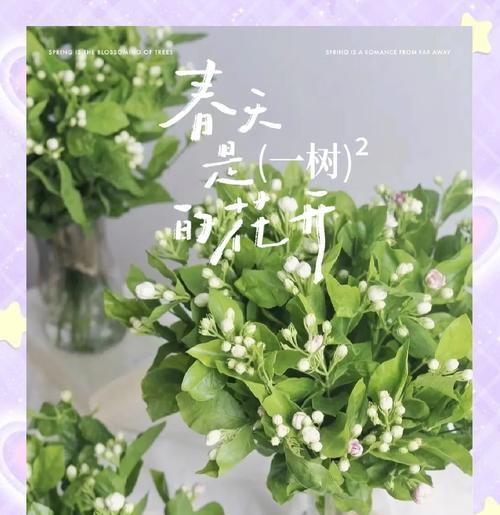 五朵白玫瑰和茉莉的花语是什么？它们组合代表什么？