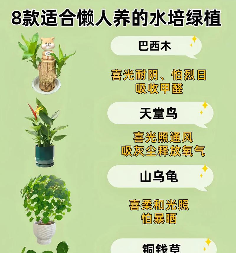 种植植物水培盆栽有哪些？它们的养护方法是什么？