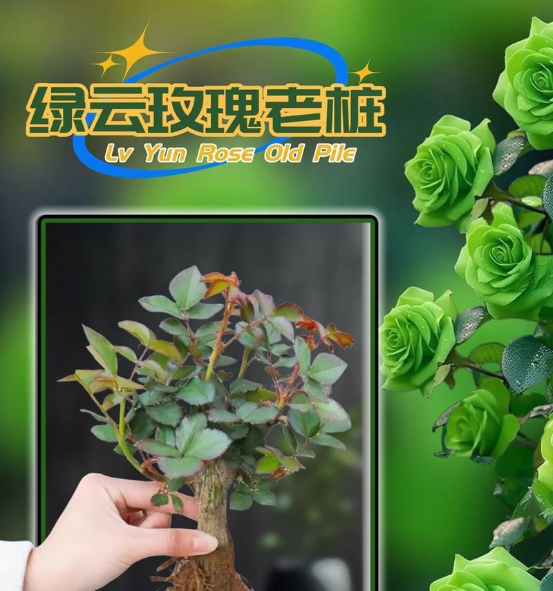 绿色玫瑰代表了哪些花语？