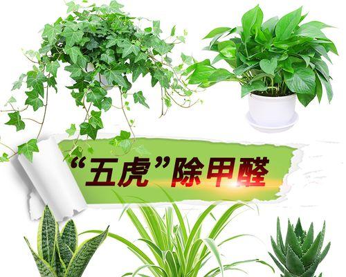 哪些室内植物具有除甲醛功能？如何正确使用它们？