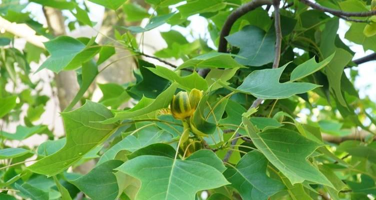 鹅掌楸类似盆栽植物有哪些？如何挑选？