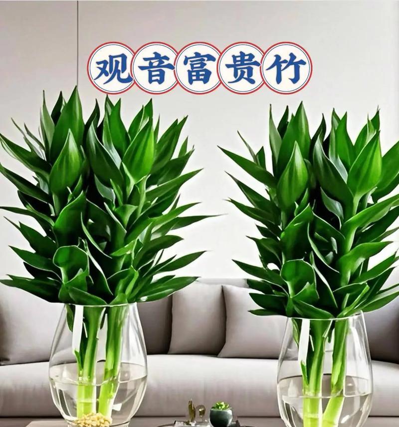 鱼缸适合种植哪些类型的植物竹？如何养护？