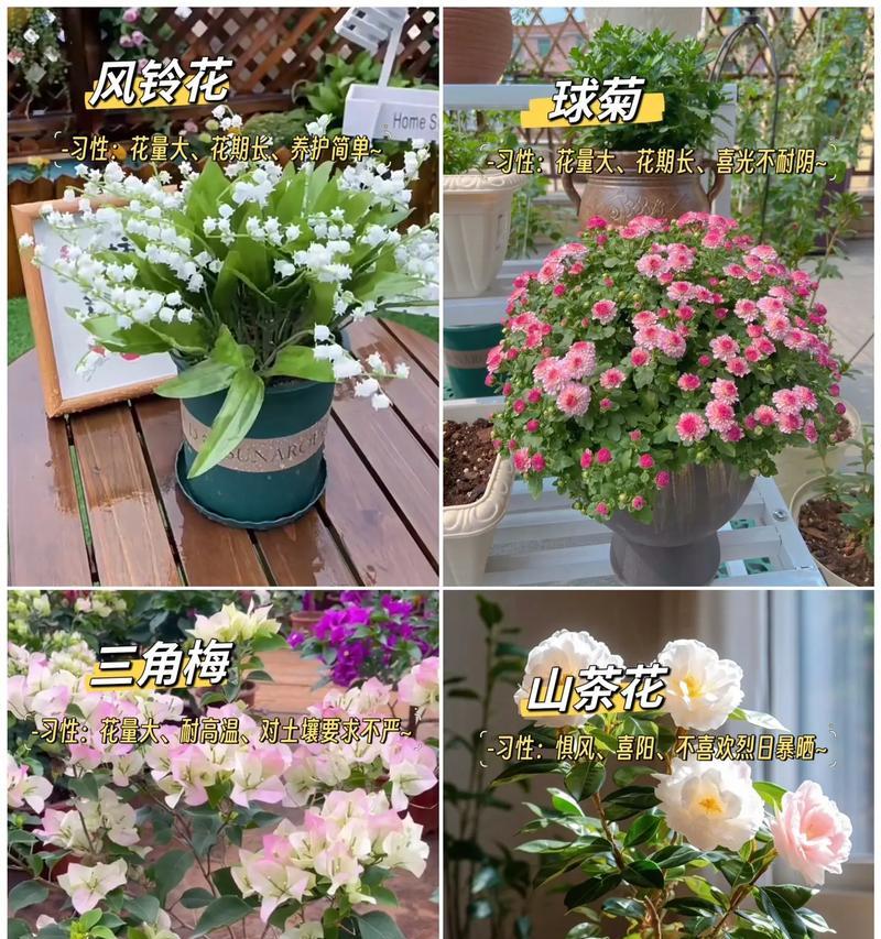 盆栽中哪种花的花语最好？盆栽花卉的花语有哪些？