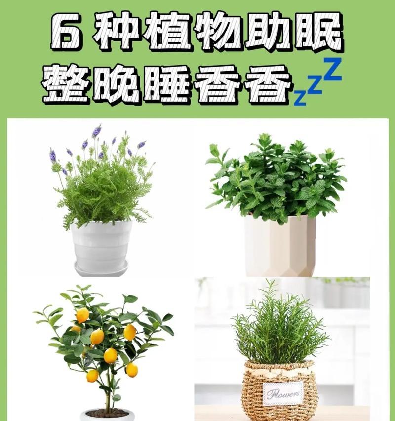 绿植花卉对光照有何需求？如何根据光线选择植物？